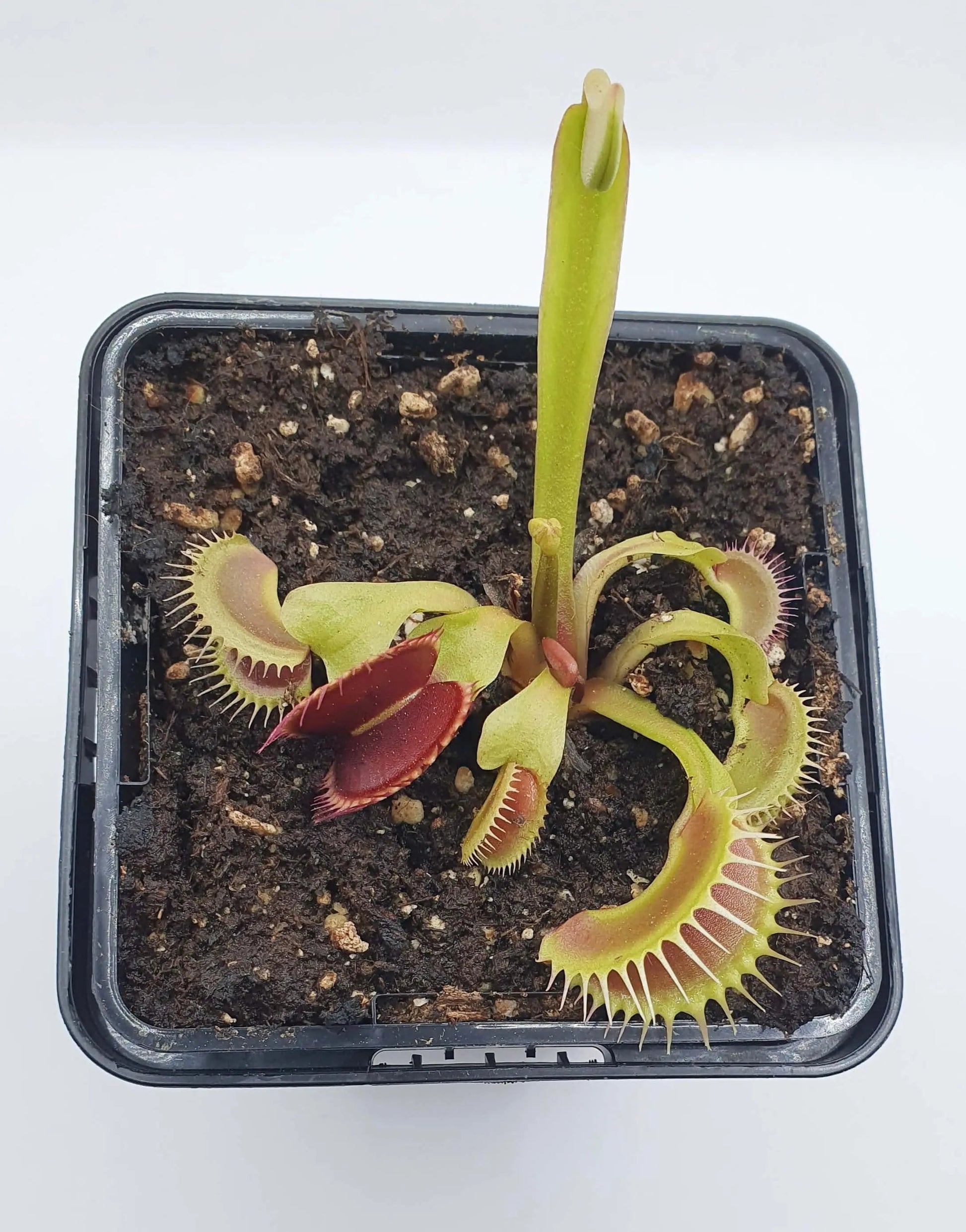 Plante carnivore Dionaea muscipula "Tiger Fangs" gros plan sur les dents