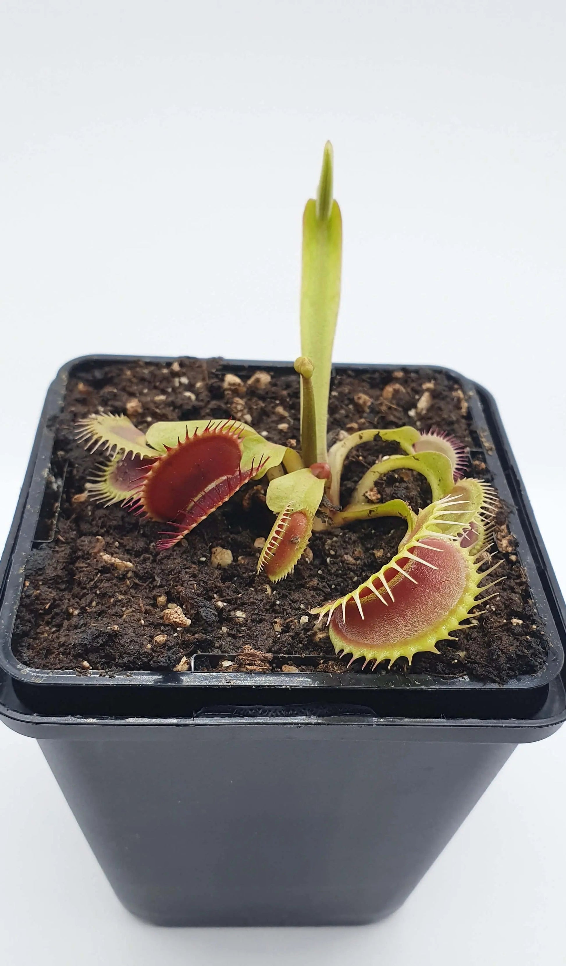 Plante carnivore Dionaea muscipula "Tiger Fangs" dans son pot