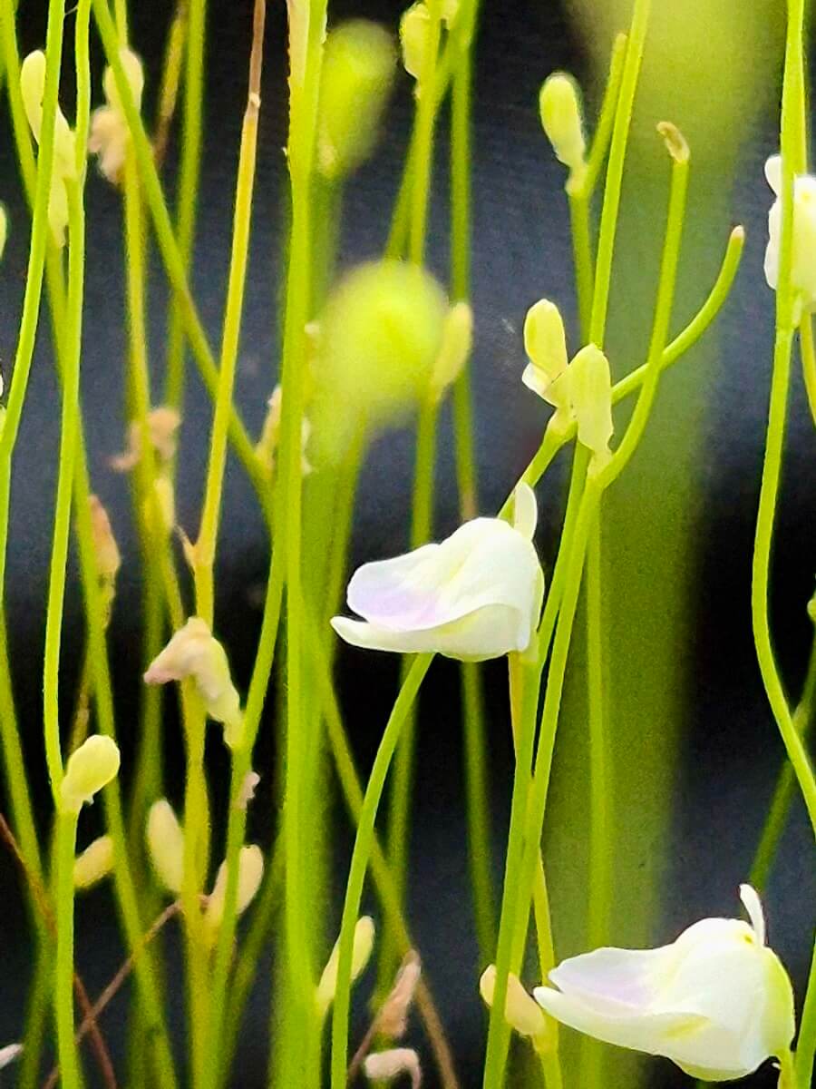 Utricularia livida - plante carnivore Carnivore de Sologne