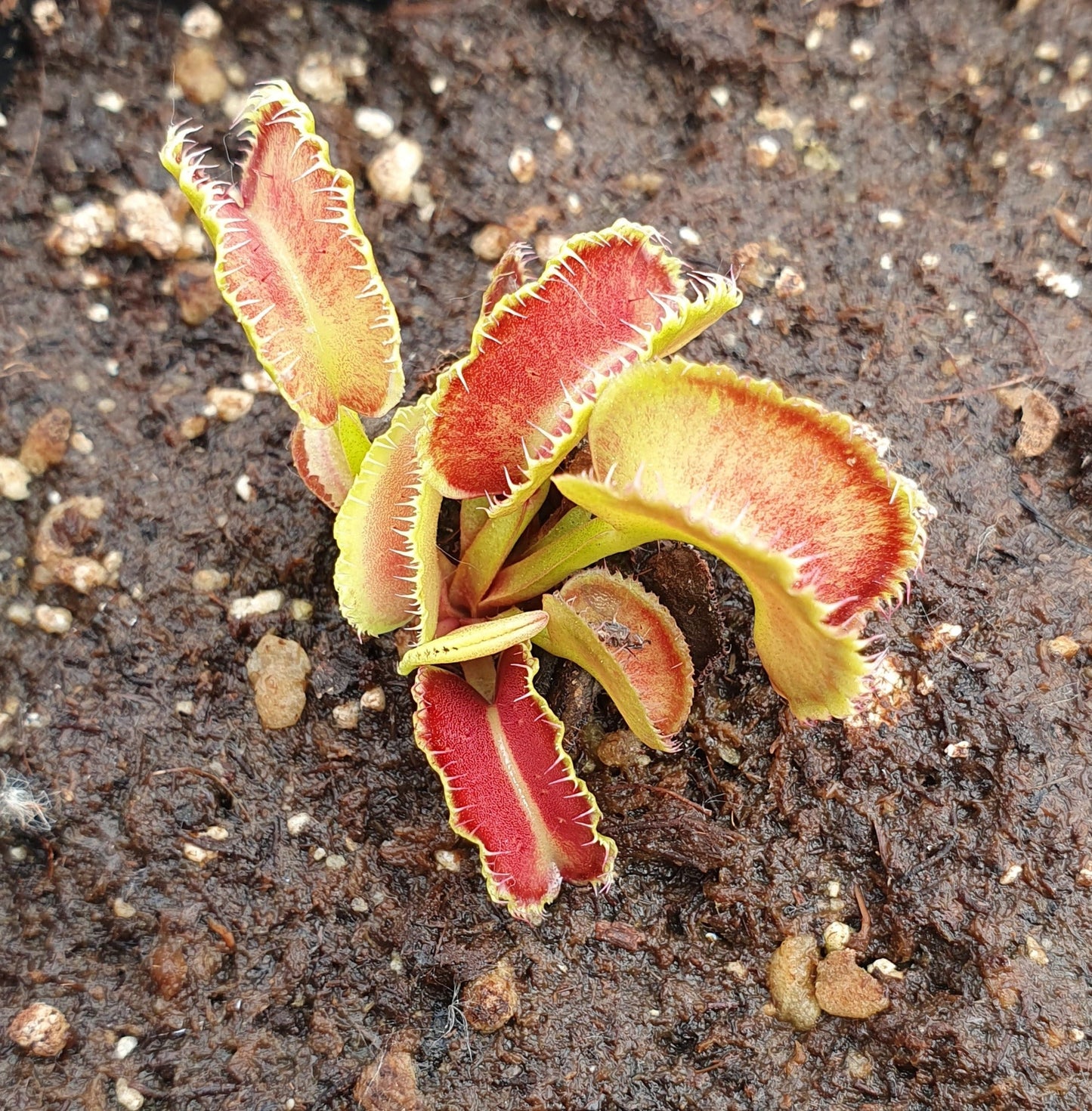 Plante carnivore Dionaea muscipula "Kim Jong Il"