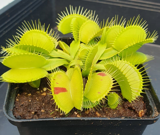 Plante carnivore Dionaea muscipula "Patches"