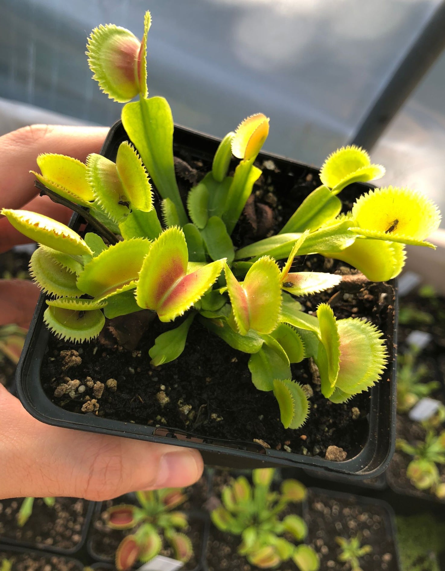 Plante carnivore Dionaea muscipula 'Sawtooth'