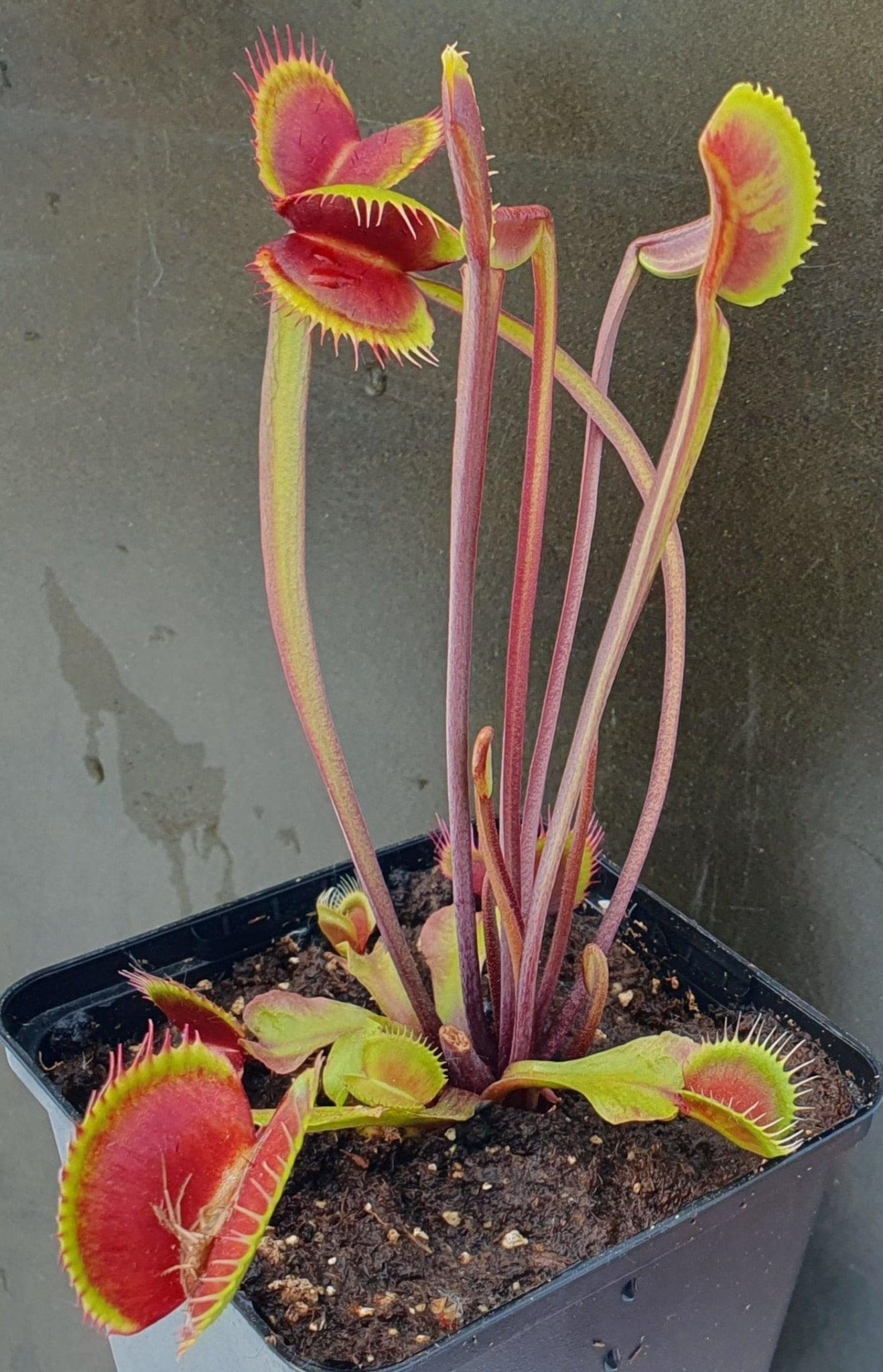 Plante carnivore Dionaea muscipula 'Spotty'