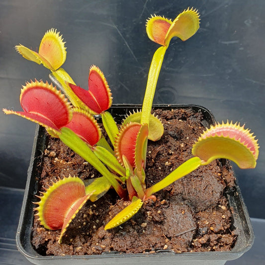 Plante carnivore Dionaea muscipula 'Sunrise'