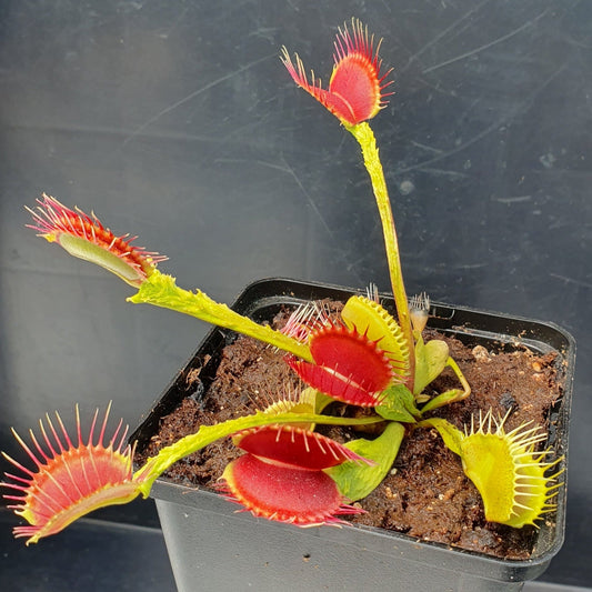 Plante carnivore Dionaea muscipula 'Trichterfalle'