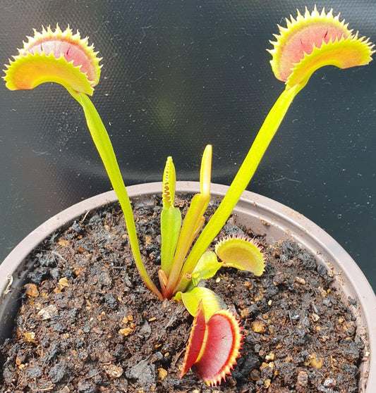 Plante carnivore Dionaea muscipula 'UK Sawtooth II'