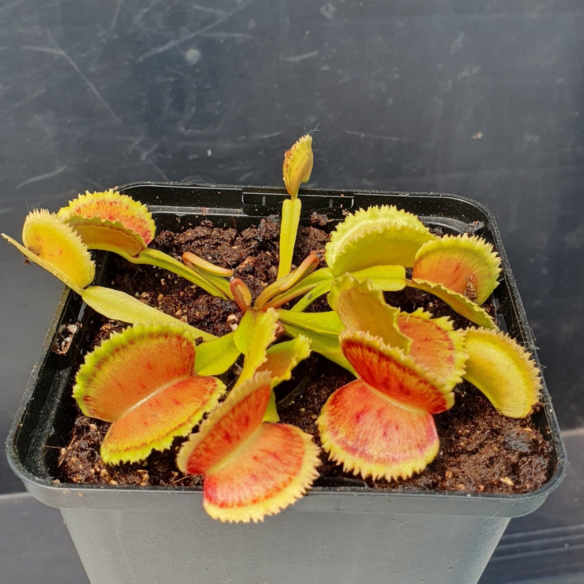 Plante carnivore Dionaea muscipula 'Whale'