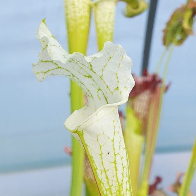 Plante carnivore Sarracenia leucophylla var. alba